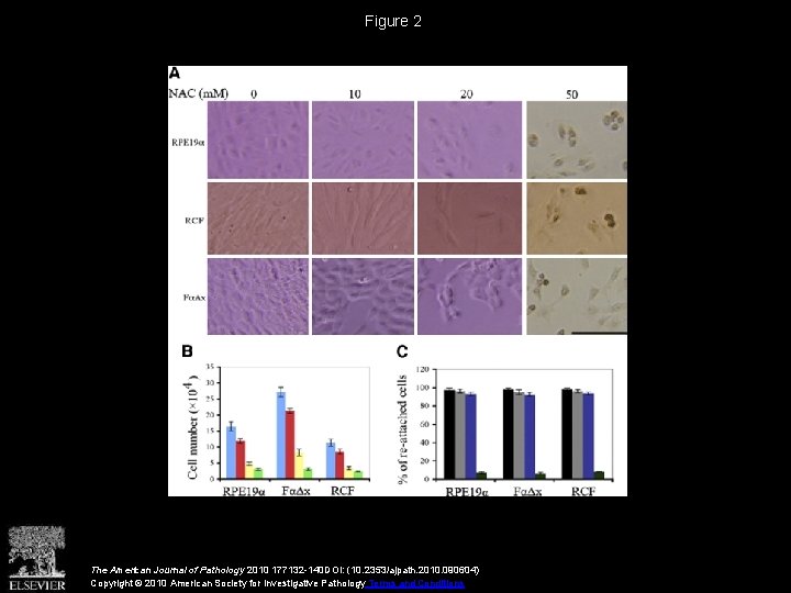 Figure 2 The American Journal of Pathology 2010 177132 -140 DOI: (10. 2353/ajpath. 2010.