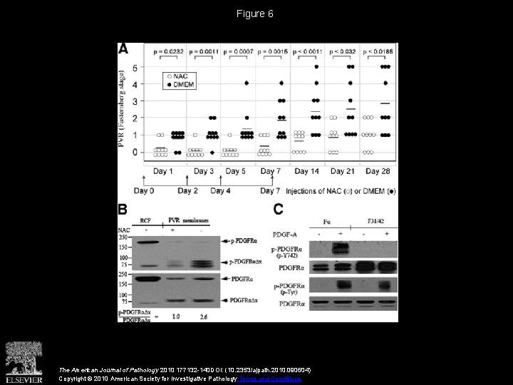 Figure 6 The American Journal of Pathology 2010 177132 -140 DOI: (10. 2353/ajpath. 2010.