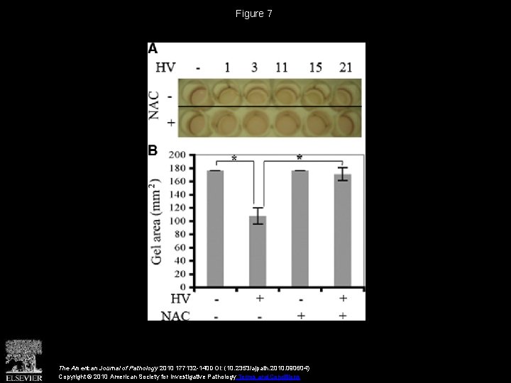 Figure 7 The American Journal of Pathology 2010 177132 -140 DOI: (10. 2353/ajpath. 2010.