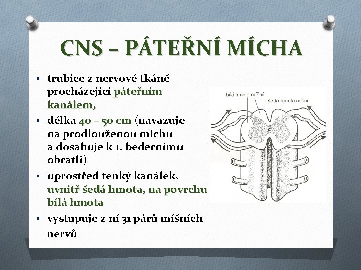 CNS – PÁTEŘNÍ MÍCHA • trubice z nervové tkáně procházející páteřním kanálem, • délka