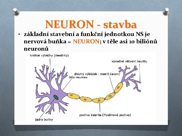 NEURON - stavba • základní stavební a funkční jednotkou NS je nervová buňka =