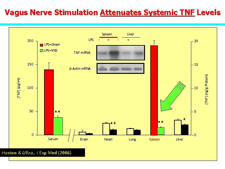 Vagus Nerve Stimulation Attenuates Systemic TNF Levels Spleen LPS + - + 20 LPS+Sham