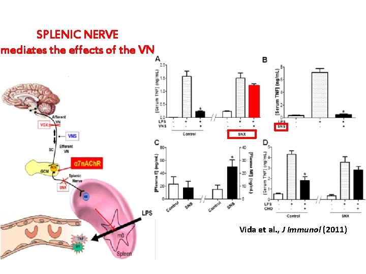 SPLENIC NERVE mediates the effects of the VN Vida et al. , J Immunol