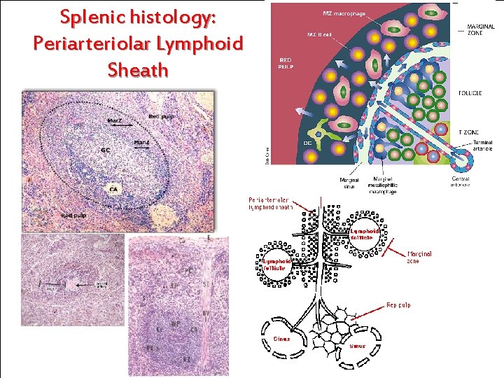 Splenic histology: Periarteriolar Lymphoid Sheath 