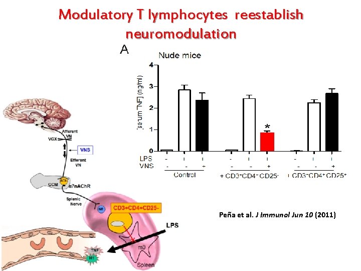 Modulatory T lymphocytes reestablish neuromodulation Peña et al. J Immunol Jun 10 (2011) 