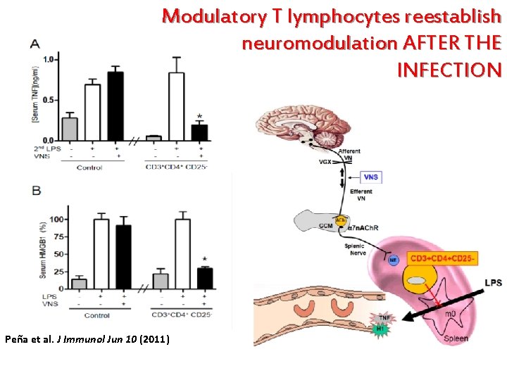 Modulatory T lymphocytes reestablish neuromodulation AFTER THE INFECTION Peña et al. J Immunol Jun