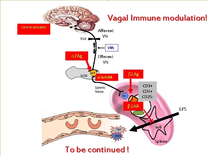 Vagal Immune modulation! Central activation Afferent VN VGX VNS a 7 Ag GCM Efferent