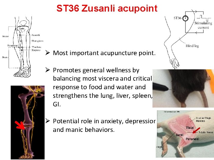 ST 36 Zusanli acupoint Ø Most important acupuncture point. Ø Promotes general wellness by