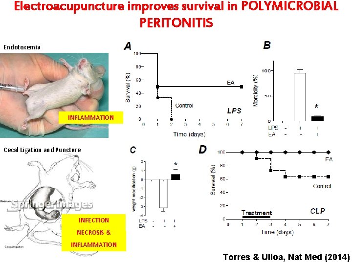 Electroacupuncture improves survival in POLYMICROBIAL PERITONITIS Endotoxemia INFLAMMATION Cecal Ligation and Puncture INFECTION NECROSIS