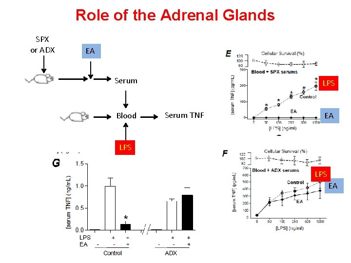 Role of the Adrenal Glands SPX or ADX EA Serum Blood LPS Serum TNF