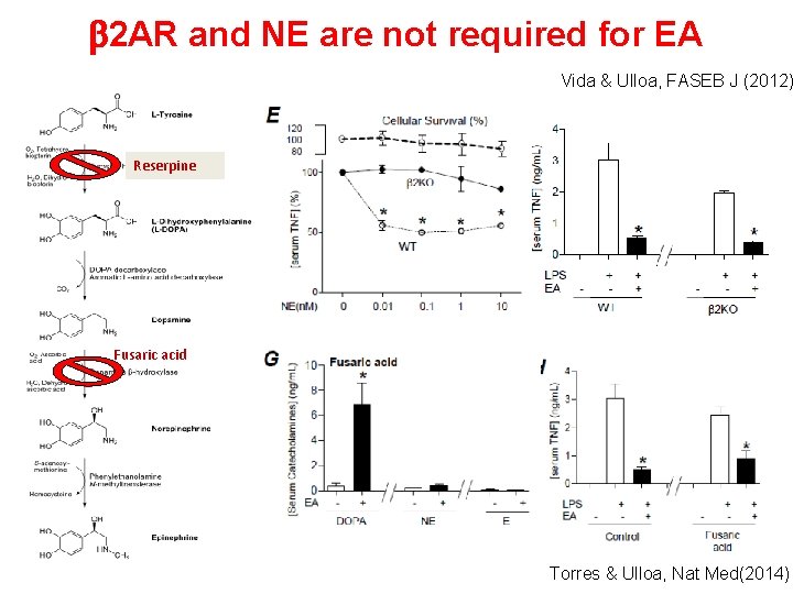 b 2 AR and NE are not required for EA Vida & Ulloa, FASEB