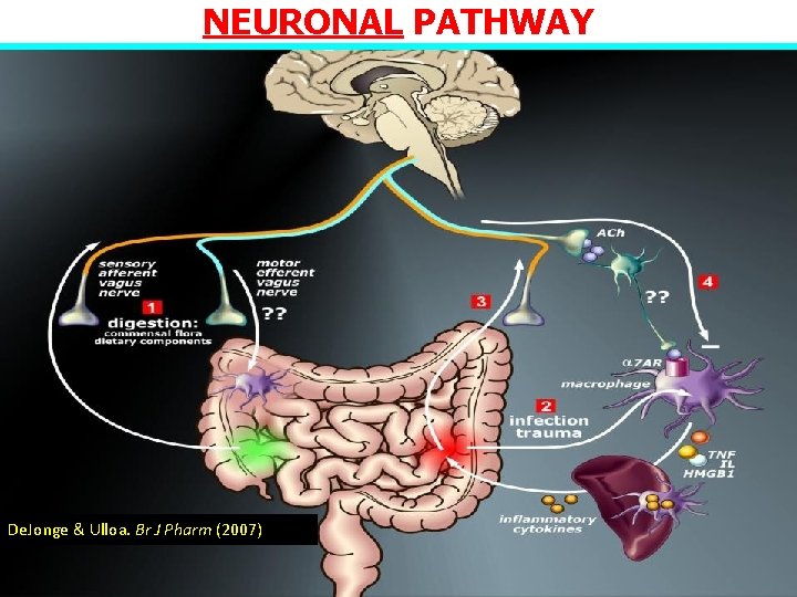 NEURONAL PATHWAY De. Jonge & Ulloa. Br J Pharm (2007) 