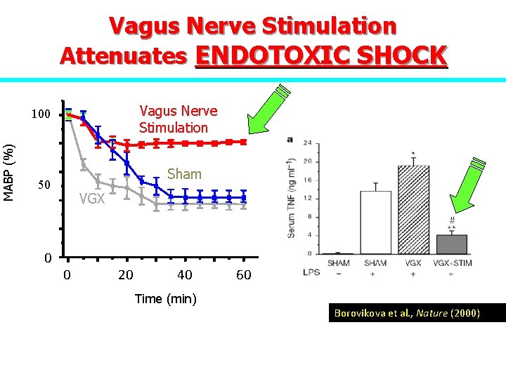 MABP (%) Vagus Nerve Stimulation Attenuates ENDOTOXIC SHOCK Vagus Nerve Stimulation 100 Sham 50