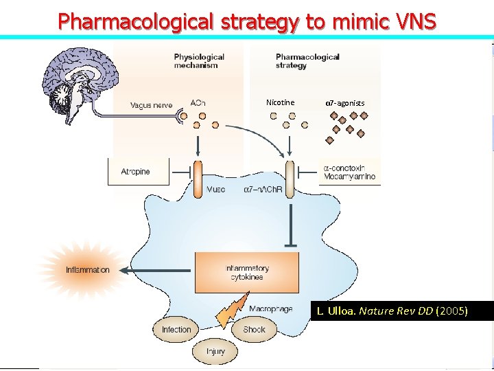 Pharmacological strategy to mimic VNS Nicotine α 7 -agonists L. Ulloa. Nature Rev DD