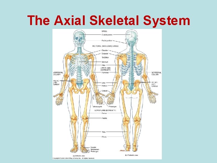 The Axial Skeletal System 