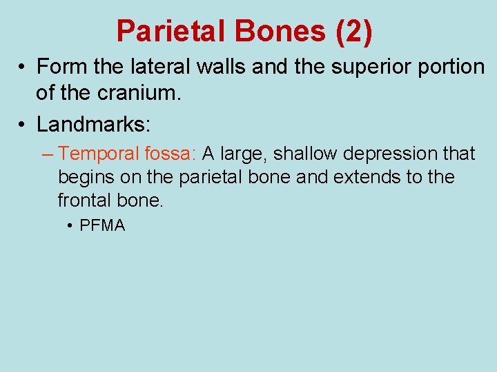 Parietal Bones (2) • Form the lateral walls and the superior portion of the