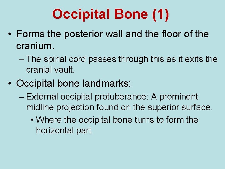 Occipital Bone (1) • Forms the posterior wall and the floor of the cranium.