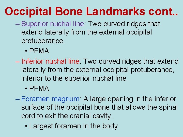 Occipital Bone Landmarks cont. . – Superior nuchal line: Two curved ridges that extend