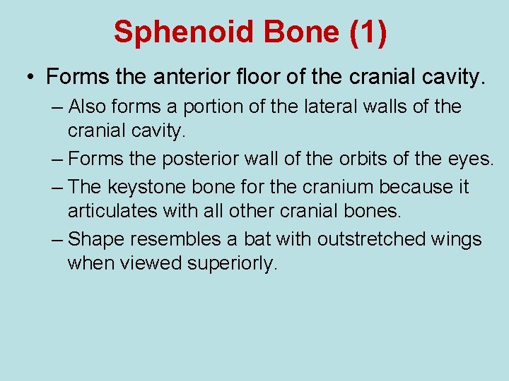 Sphenoid Bone (1) • Forms the anterior floor of the cranial cavity. – Also