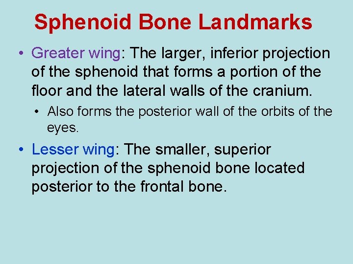 Sphenoid Bone Landmarks • Greater wing: The larger, inferior projection of the sphenoid that