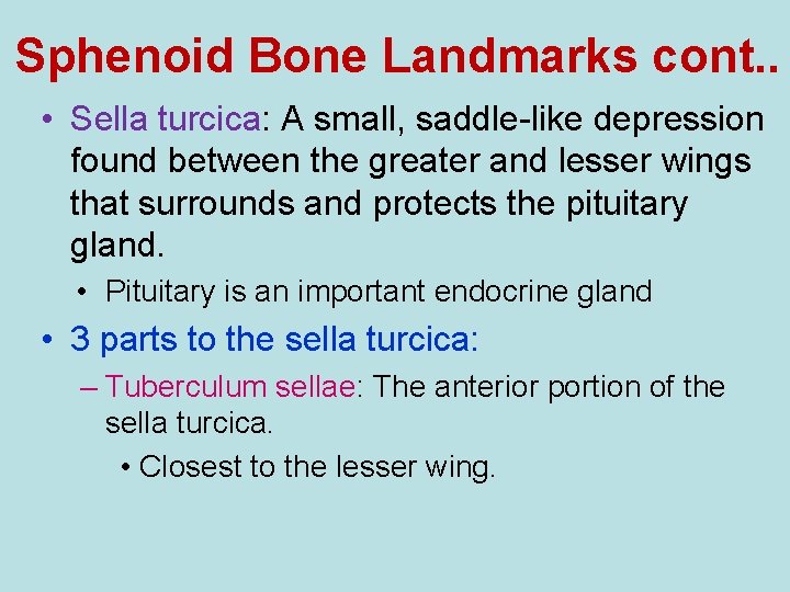 Sphenoid Bone Landmarks cont. . • Sella turcica: A small, saddle-like depression found between