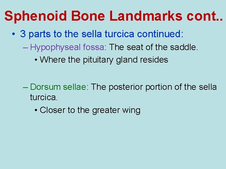 Sphenoid Bone Landmarks cont. . • 3 parts to the sella turcica continued: –