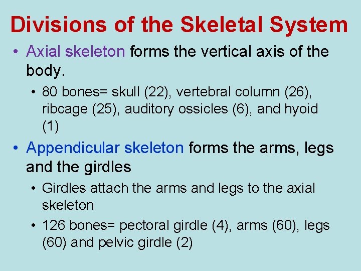 Divisions of the Skeletal System • Axial skeleton forms the vertical axis of the