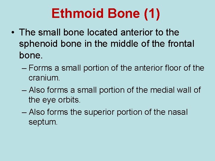 Ethmoid Bone (1) • The small bone located anterior to the sphenoid bone in