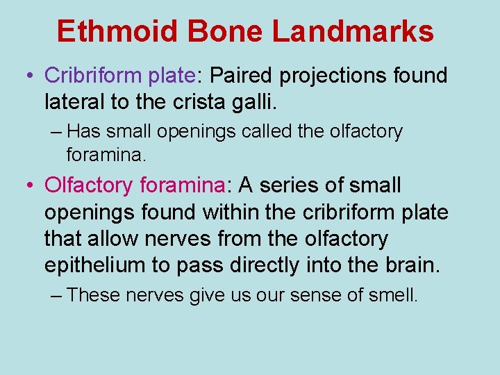 Ethmoid Bone Landmarks • Cribriform plate: Paired projections found lateral to the crista galli.