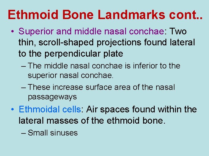 Ethmoid Bone Landmarks cont. . • Superior and middle nasal conchae: Two thin, scroll-shaped