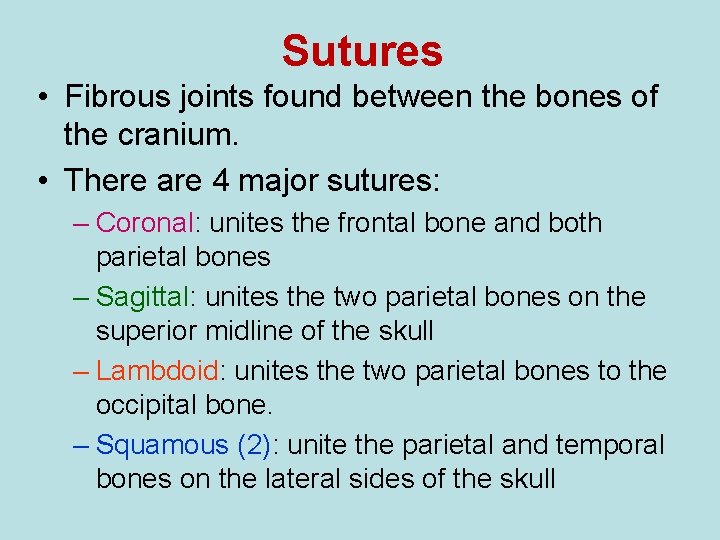 Sutures • Fibrous joints found between the bones of the cranium. • There are