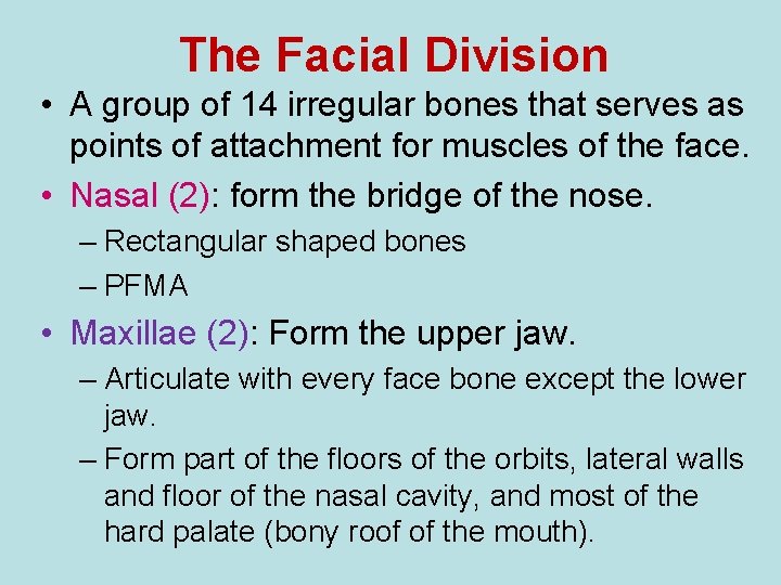 The Facial Division • A group of 14 irregular bones that serves as points