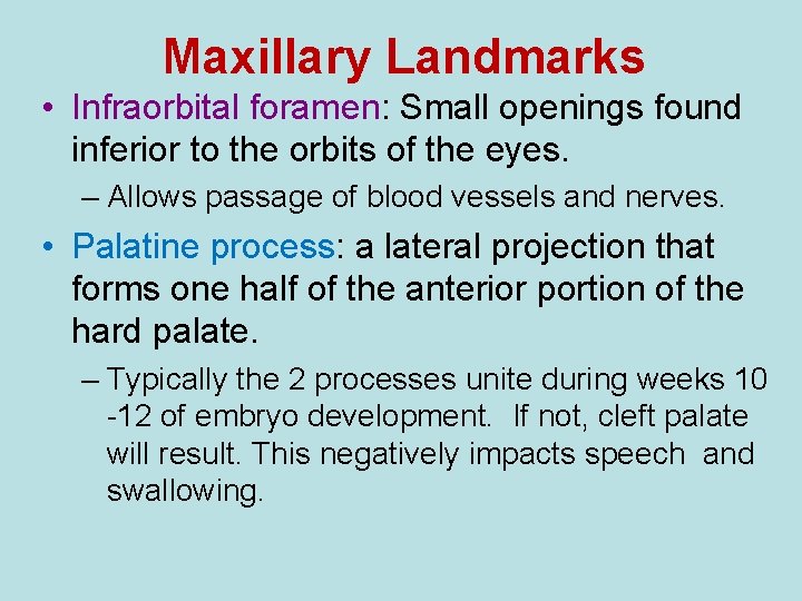 Maxillary Landmarks • Infraorbital foramen: Small openings found inferior to the orbits of the
