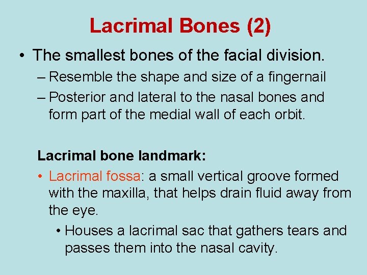 Lacrimal Bones (2) • The smallest bones of the facial division. – Resemble the