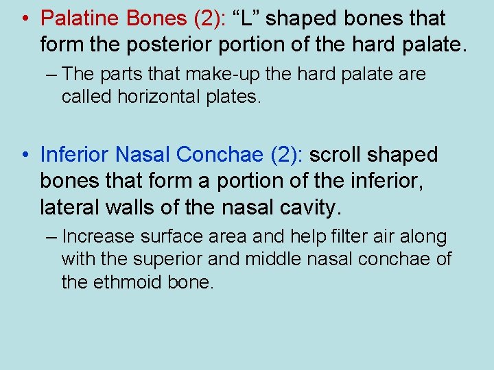  • Palatine Bones (2): “L” shaped bones that form the posterior portion of