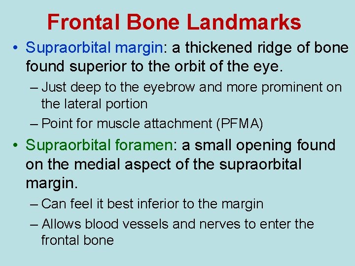 Frontal Bone Landmarks • Supraorbital margin: a thickened ridge of bone found superior to