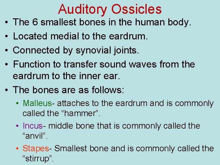  • • Auditory Ossicles The 6 smallest bones in the human body. Located