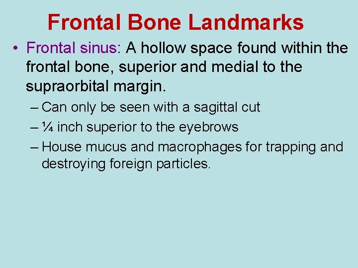 Frontal Bone Landmarks • Frontal sinus: A hollow space found within the frontal bone,