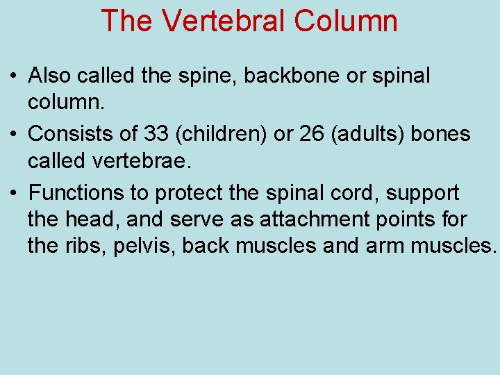 The Vertebral Column • Also called the spine, backbone or spinal column. • Consists