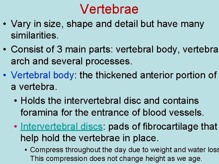 Vertebrae • Vary in size, shape and detail but have many similarities. • Consist