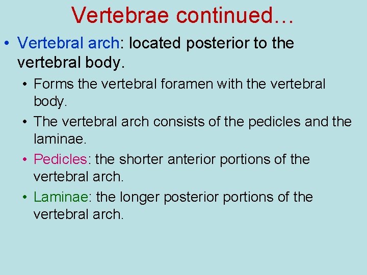 Vertebrae continued… • Vertebral arch: located posterior to the vertebral body. • Forms the