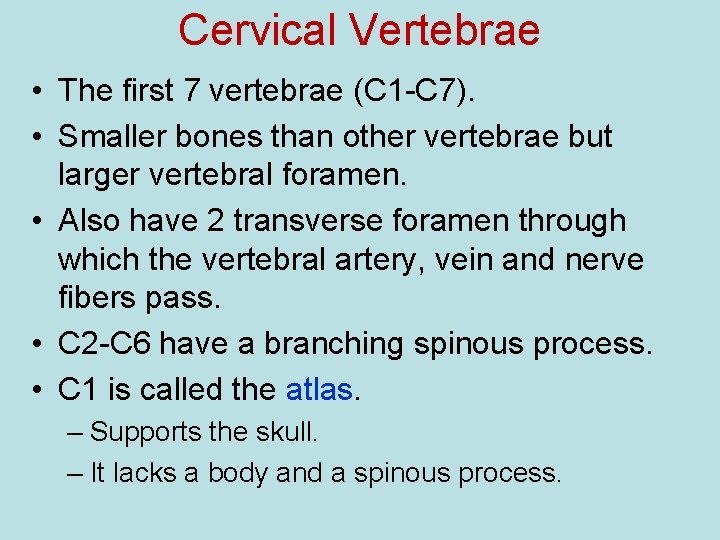 Cervical Vertebrae • The first 7 vertebrae (C 1 -C 7). • Smaller bones