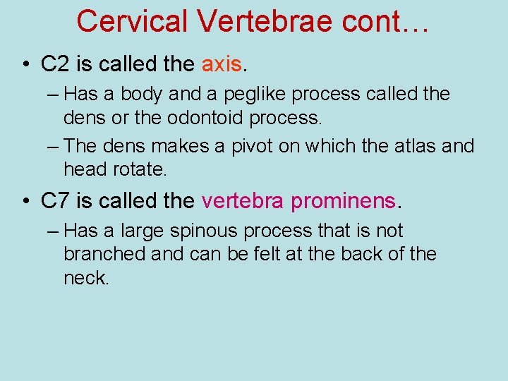 Cervical Vertebrae cont… • C 2 is called the axis. – Has a body