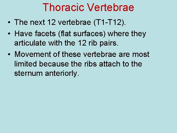 Thoracic Vertebrae • The next 12 vertebrae (T 1 -T 12). • Have facets