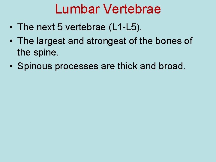 Lumbar Vertebrae • The next 5 vertebrae (L 1 -L 5). • The largest