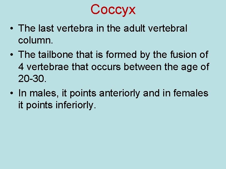 Coccyx • The last vertebra in the adult vertebral column. • The tailbone that