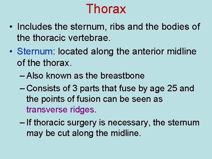 Thorax • Includes the sternum, ribs and the bodies of the thoracic vertebrae. •