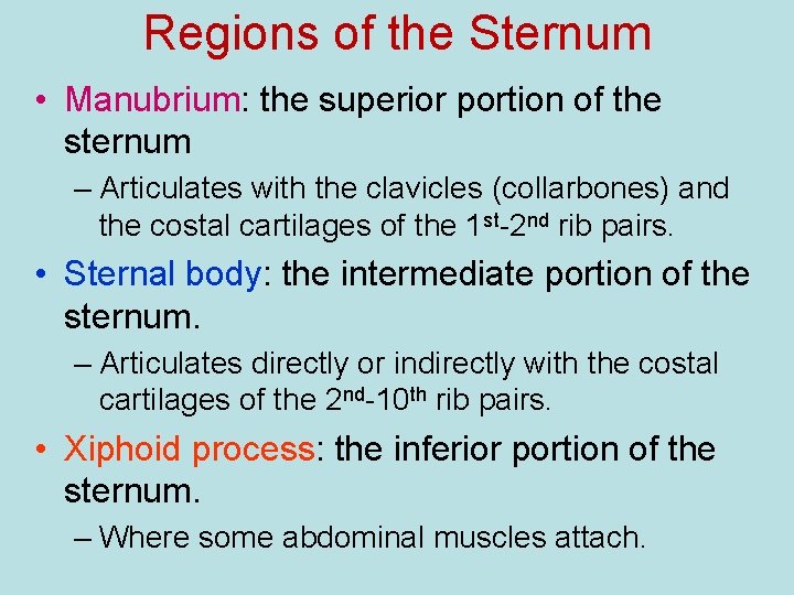 Regions of the Sternum • Manubrium: the superior portion of the sternum – Articulates