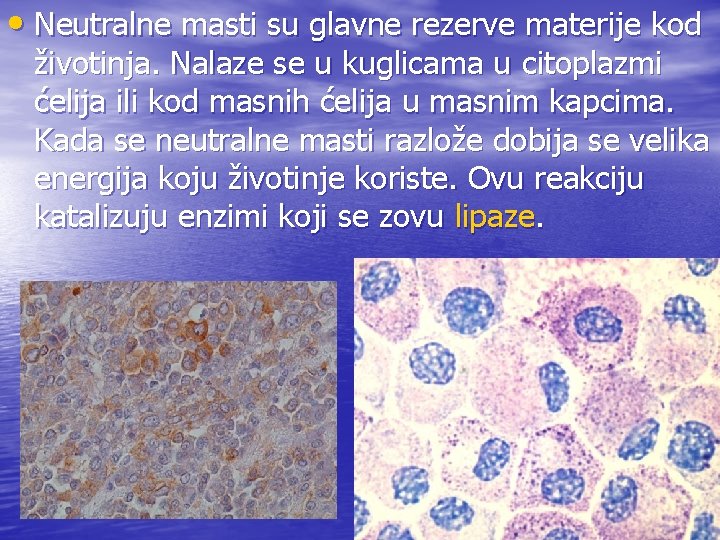  • Neutralne masti su glavne rezerve materije kod životinja. Nalaze se u kuglicama