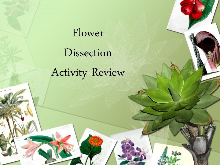 Flower Dissection Activity Review 
